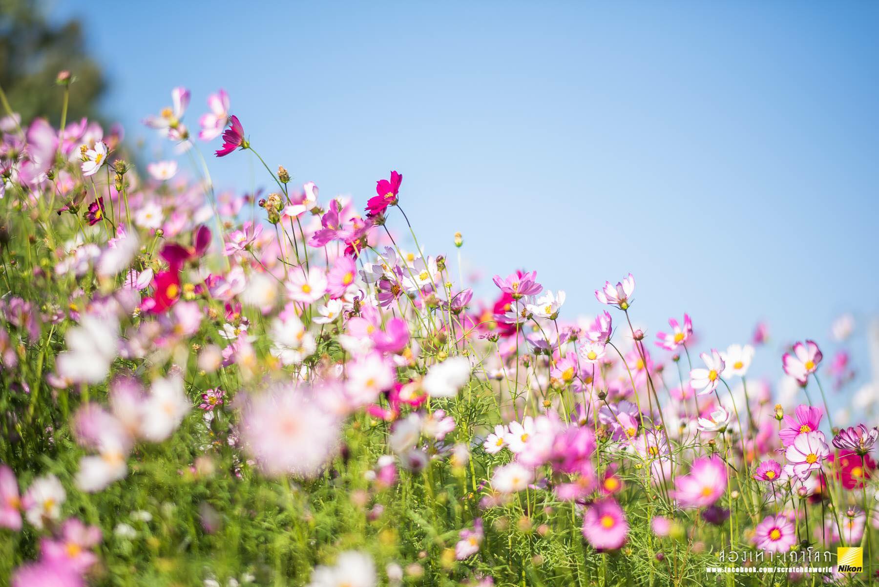 Welcome to Play La Ploen